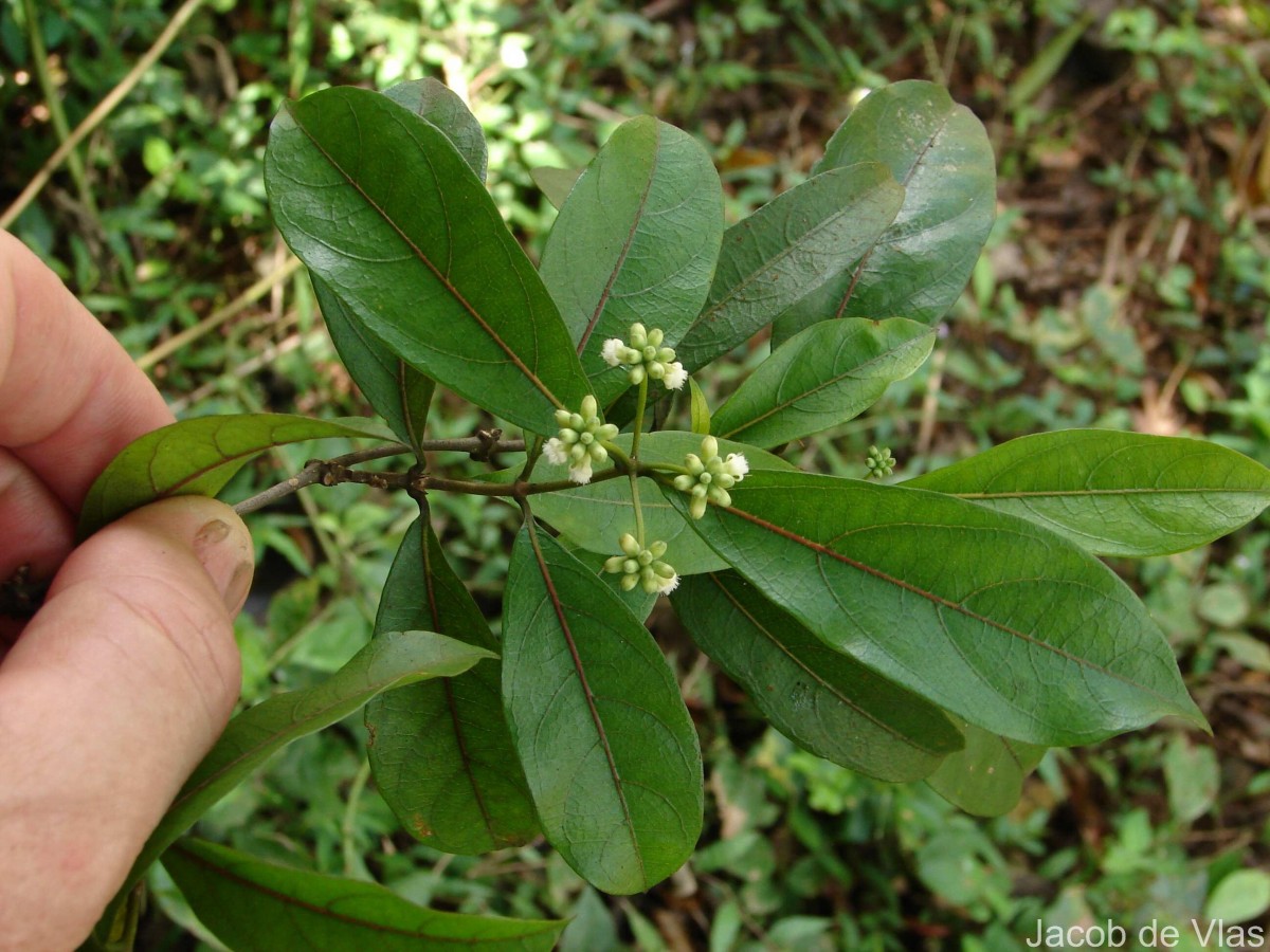 Gynochthodes umbellata (L.) Razafim. & B.Bremer
